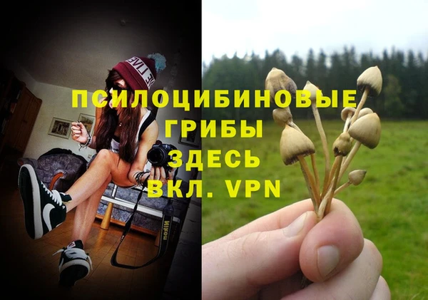 стаф Корсаков